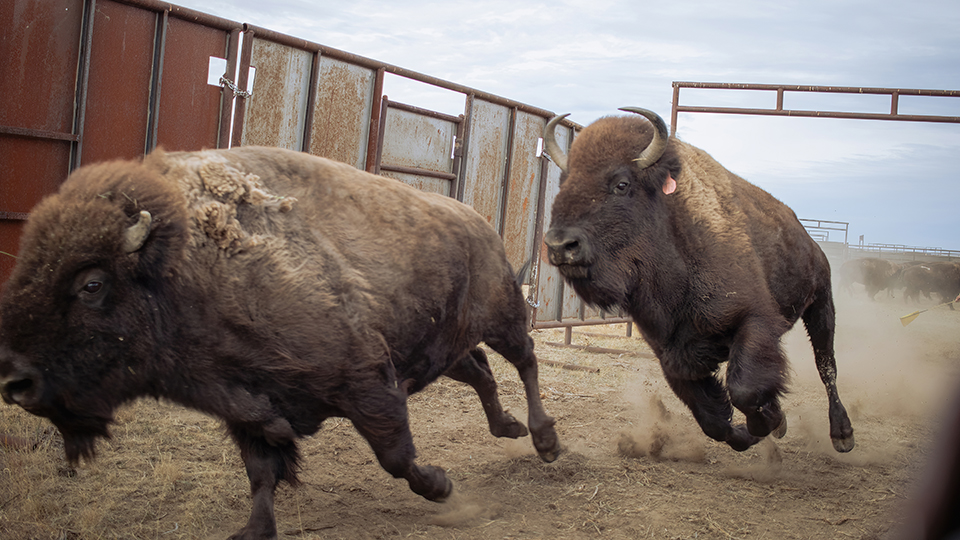 Image depicting several bison grazing on the Northern Great Plains underneath the words Wild About Bison.