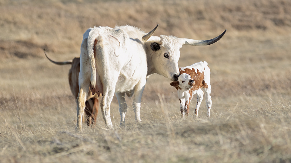 Scene from the PX Ranch in Buffalo, Montana, with a cow and two calves on a green pasture with a rainbow in the background.